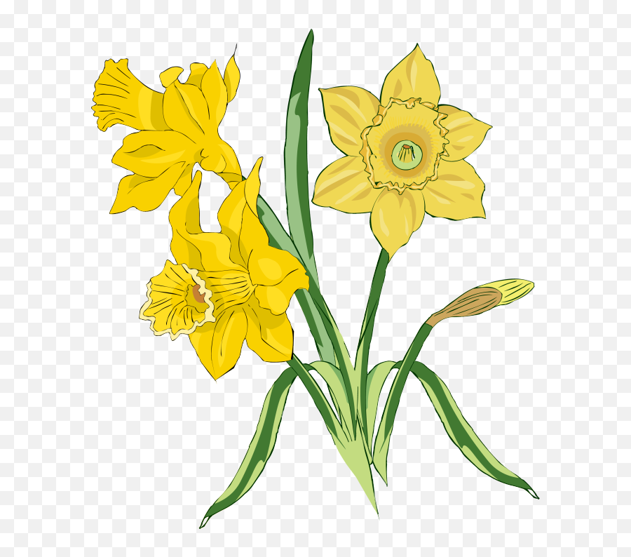 Bunch Of Daffodils Art Png Image - Flowers In The Tale,Daffodil Png