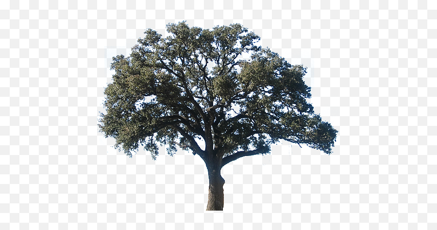 Download Hd Realistic Clipart Oak Tree - Oak Tree Oak Tree Png,Oak Tree Png