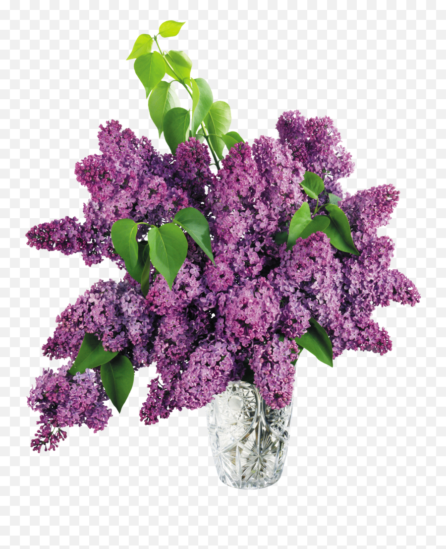 Lilac Png Purple Flowers