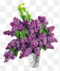 Lilac Png Purple Flowers