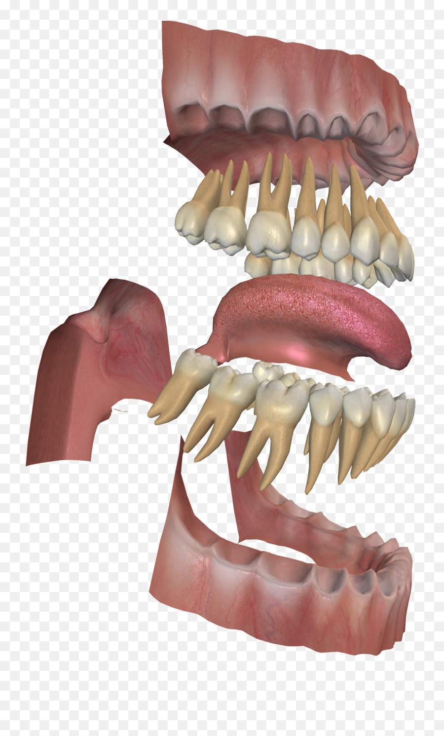 Download 3d Digestive System Project - Bone Full Size Png,Digestive System Png