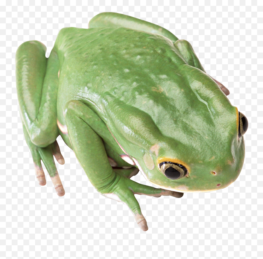 Green Frog Png Image - Green Tree Frog Png,Transparent Frog
