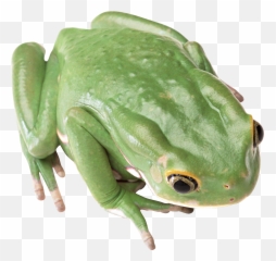 Green Frog Png Image - Tree