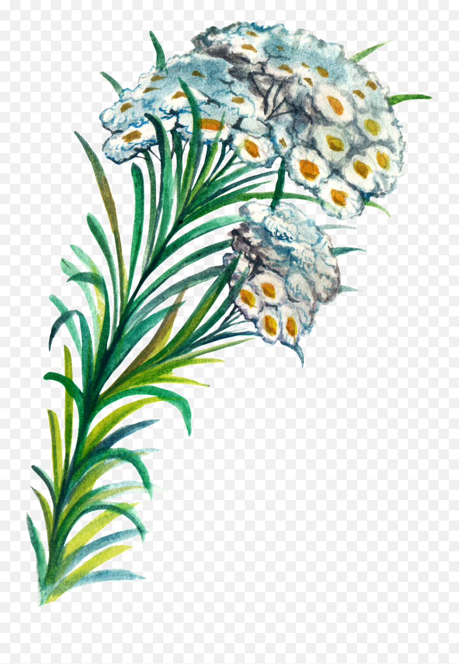Hand Painted Plant Cartoon Transparent Watercolor Png
