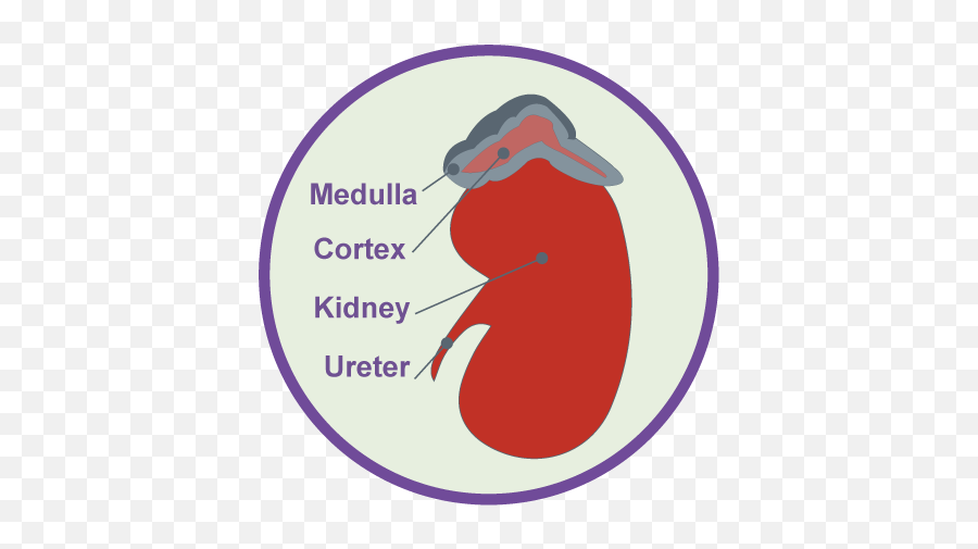 Adrenal - Language Png,Adrenal Icon