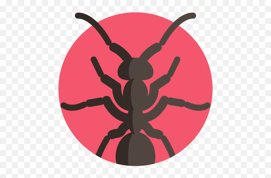Plain City Ohio Bed Bug Treatment Earthrite Pest Control - Tangle Web Spider Png,Pest Icon