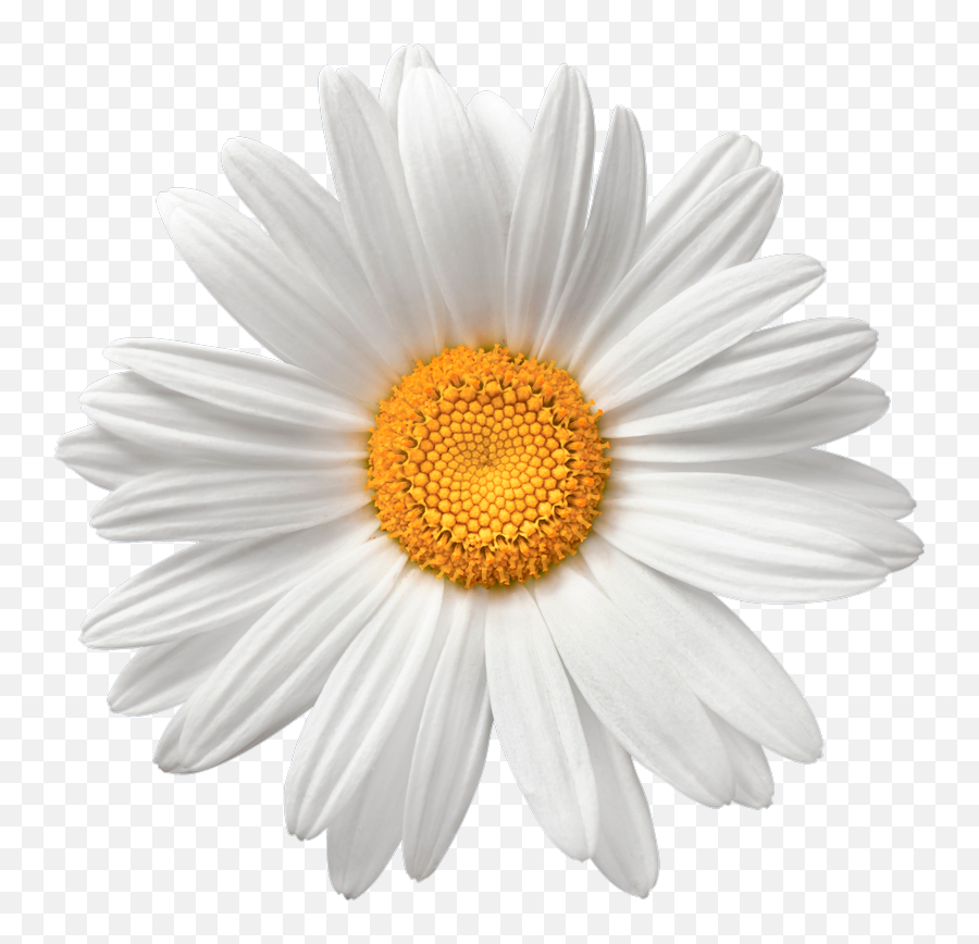 Chamomile Flower Background Png Image - Daisy Flower Png Transparent,Flower Background Png