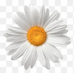 Chamomile Flower Background Png Image - Daisy Flower Png Transparent,Flower Background Png