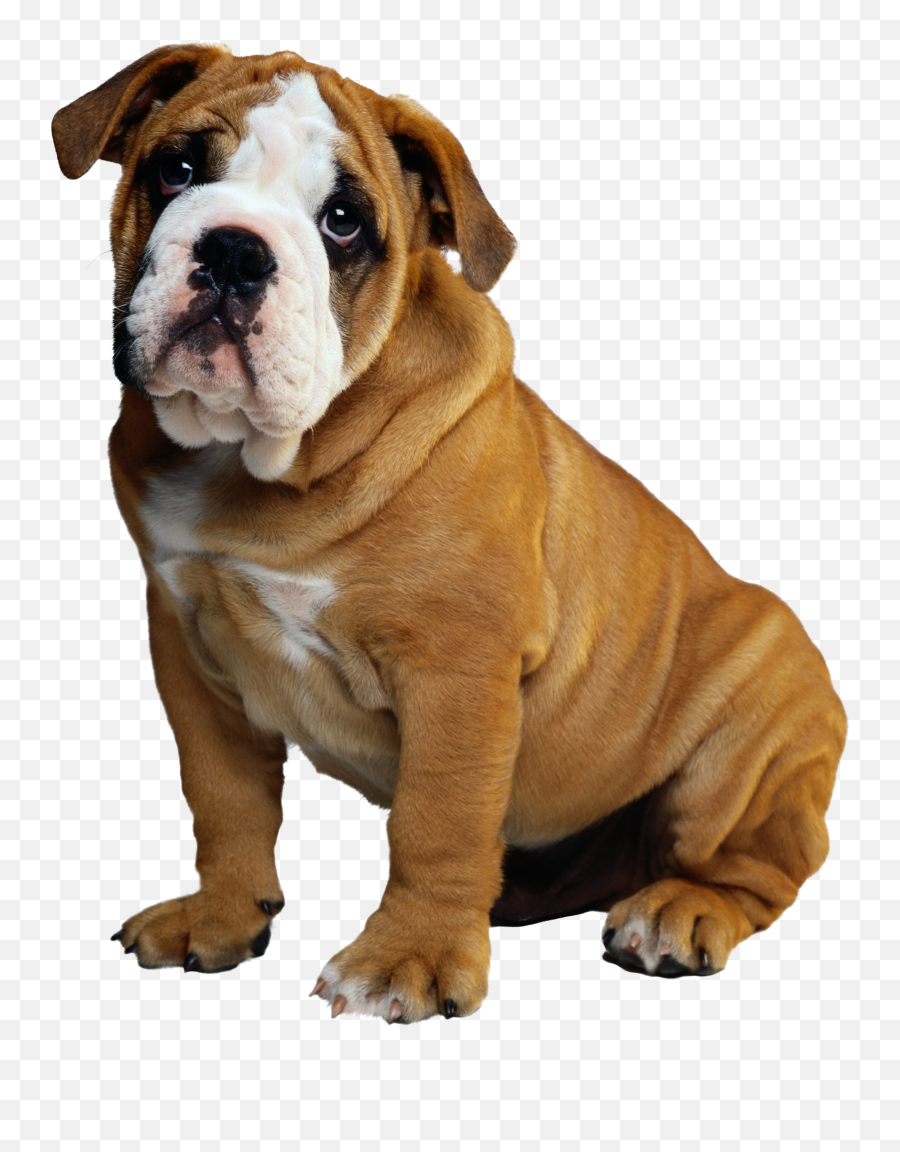 Download Bulldog Puppy Christmas - Whatsapp Dp Dog Hd Png,Bulldog Transparent Background