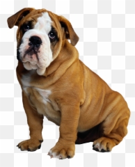 Download Bulldog Puppy Christmas - Whatsapp Dp Dog Hd Png,Bulldog Transparent Background