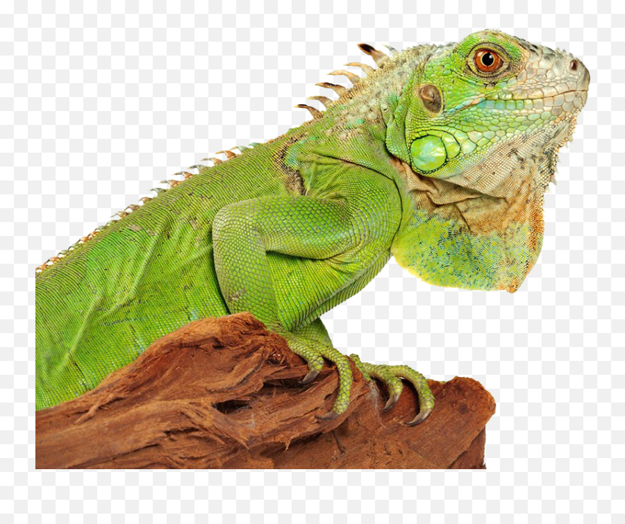 Iguana Png 2 Image - Png Iguana,Iguana Png