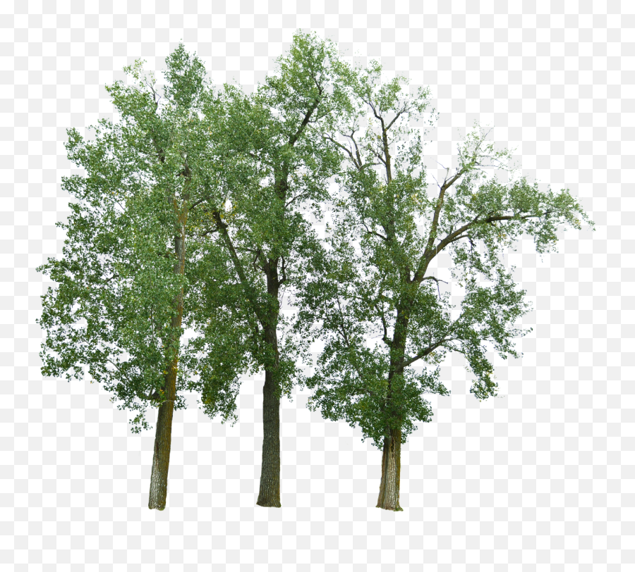 Trees With No Background - Free Photo On Pixabay Trees With No Background Png,Pine Tree Transparent Background