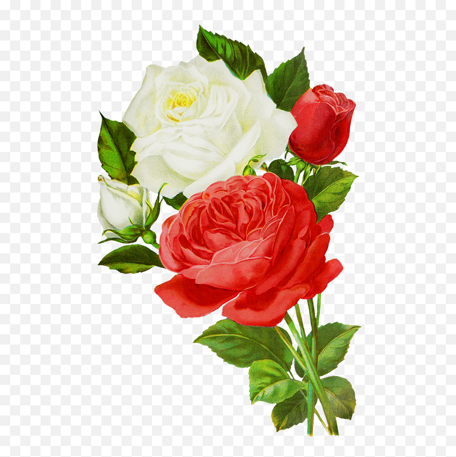 Beautiful Free Rose Clipart - Red And White Roses Png,Red Rose Png