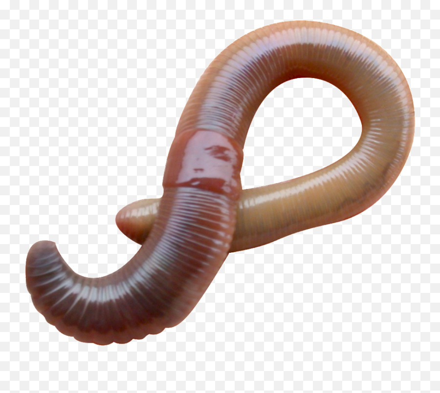 Worms Png Images Free Download Worm - Eisenia Fetida,Worm Png