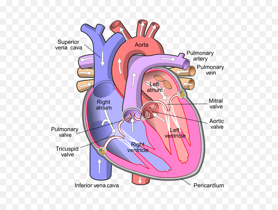 Inferior Vena Cava - Parts Of The Heart Png,Vein Png