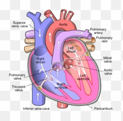 Inferior Vena Cava - Parts Of The Heart Png,Vein Png