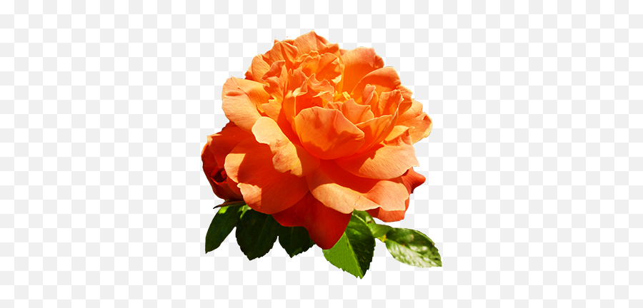 Clipart Of Valentine Day Roses - Orange Roses Clipart Png,Dead Rose Png