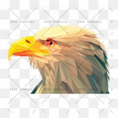 Eagle Hawk Kite Bird Png Image With Transparent Background Vulture