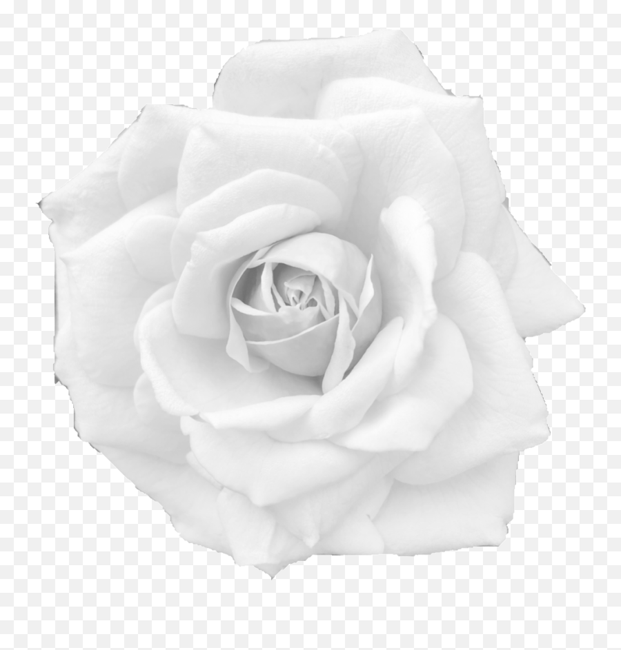 Buy Me U2014 Magdalen Zinky - Floribunda Png,Black And White Rose Png