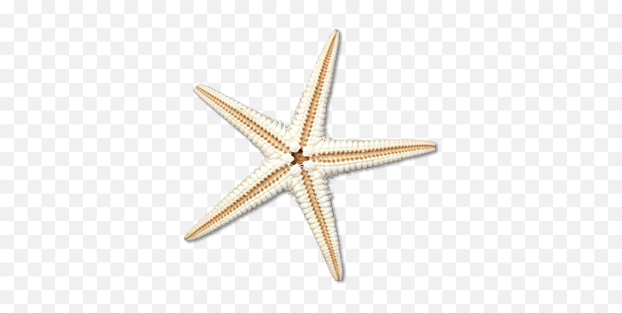 Sea Star Png Transparent Image - Sea Star Png,Sea Star Png