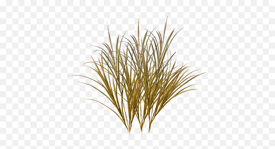 Grass Texture Png Picture - Transparent Background Dry Grass Png,Tall Grass Png