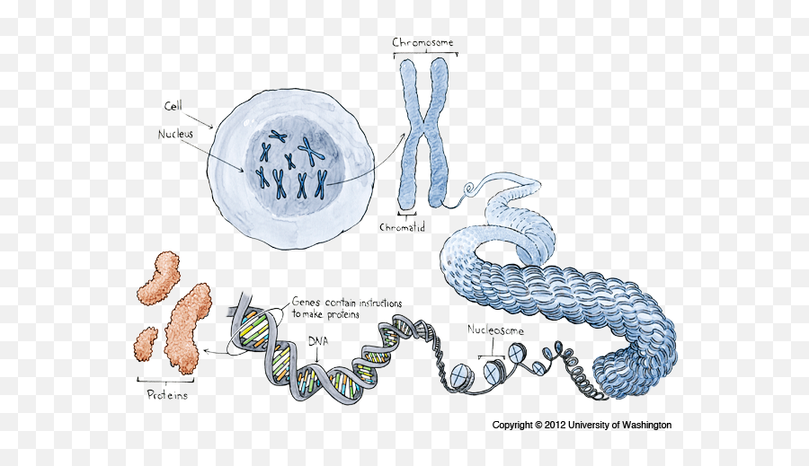 Full Size Png Image - Chromosome In Life Science,Chromosome Png