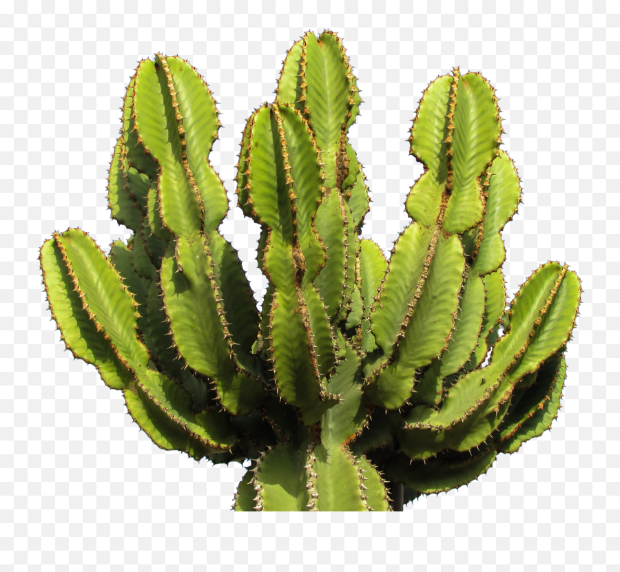 Cactus Png Image For Free Download - Cactus Png,Cactus Png