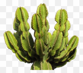 Cactus - ORM using the DataMapper pattern