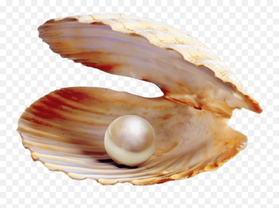 Pearl In Shell Transparent Png - Pearl In A Clam,Pearl Transparent Background