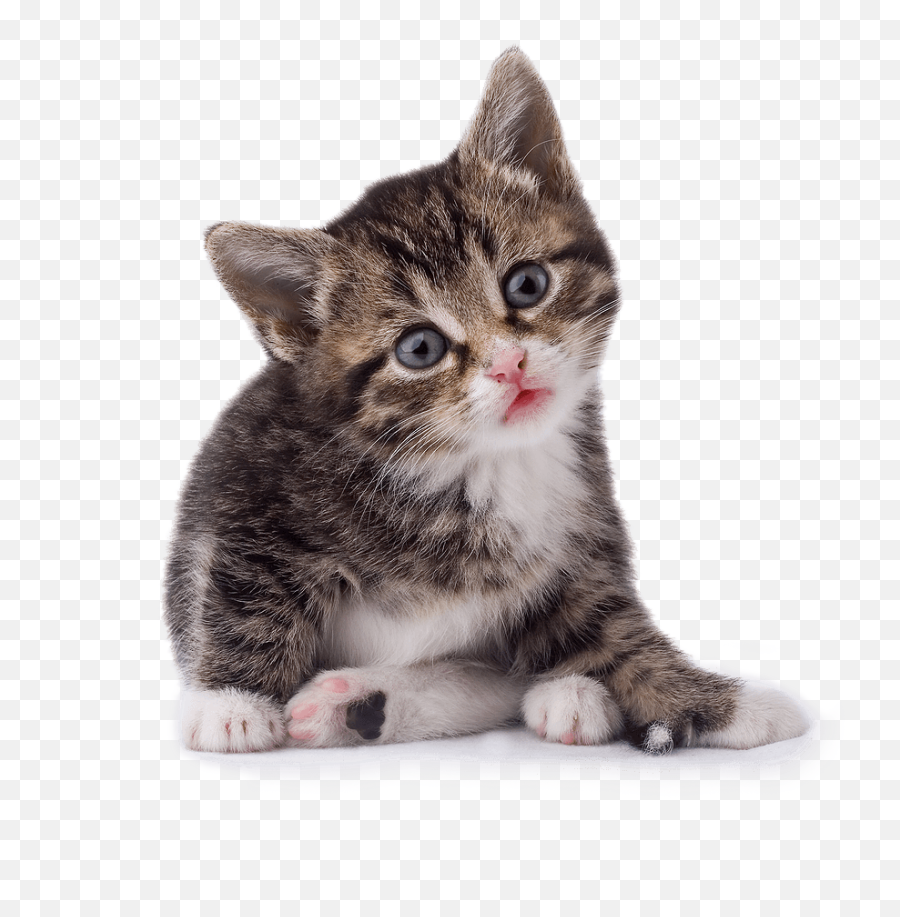 42 Cat Png Image Download Picture Kitten - Kitten Png,Kitten Png