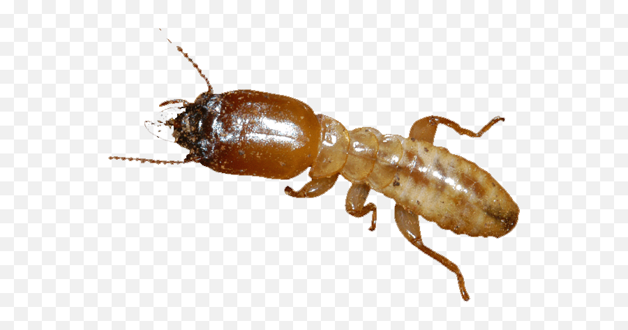 Termite Png Transparent Picture - Termite Transparent,Termite Png