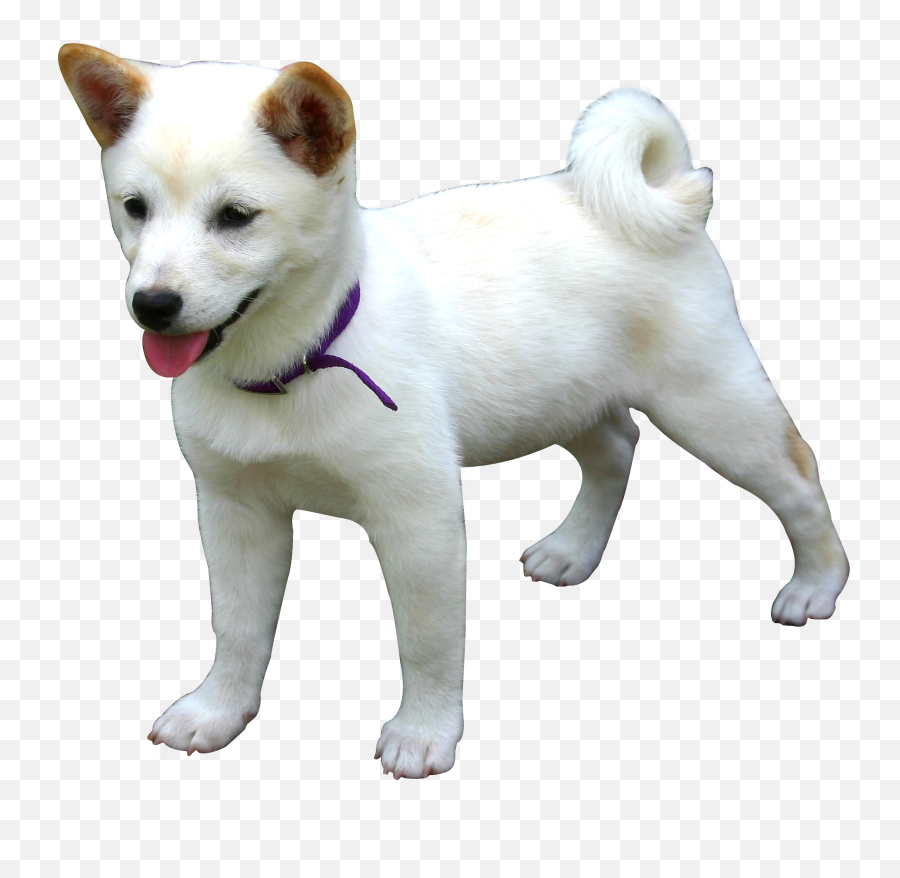 Dog Png Image Beautiful Dogs - White Shiba Inu Puppy,Cute Dog Png