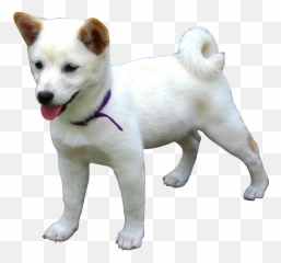 Dog Png Image Beautiful Dogs - White Shiba Inu Puppy,Cute Dog Png
