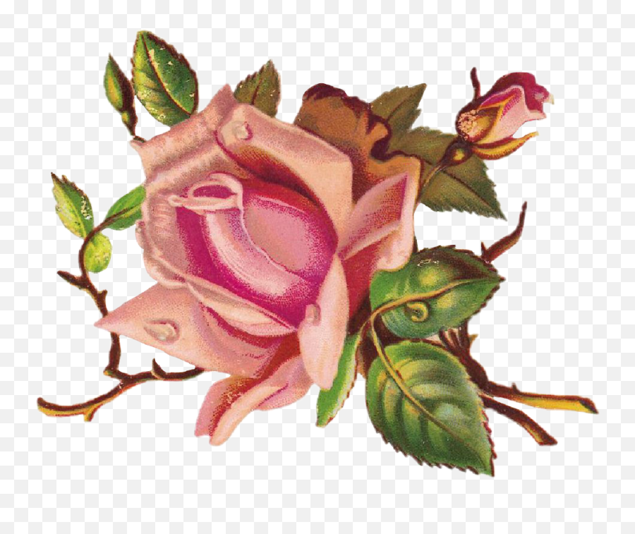 Rosas Roses Draw Dibujo Drawing Sticker By Ig Karuoh - Scroll Paper Card Design Png,Rose Drawing Png