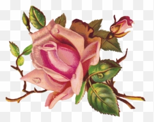 Rosas Roses Draw Dibujo Drawing Sticker By Ig Karuoh - Scroll Paper Card Design Png,Rose Drawing Png