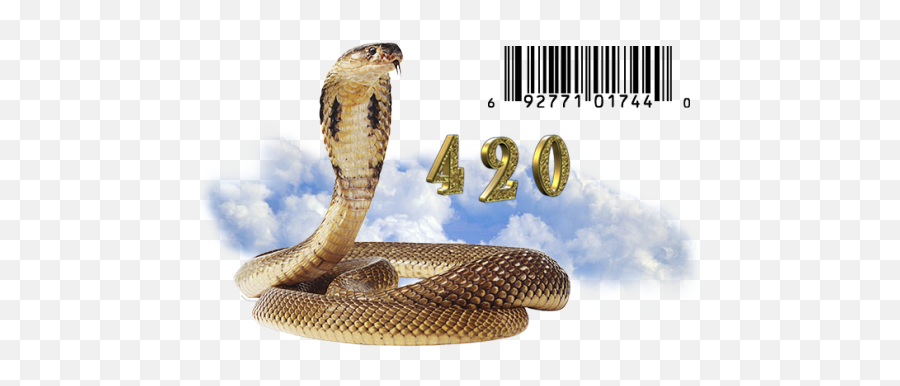 Download Hd Nafubi - Snake Transparent Png Kobra Transparent Snake Images Transparent Background,Snake Transparent