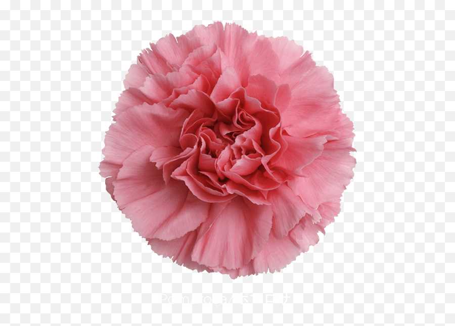 Pink Carnation Png - Colibri Flowers Carnation Pomarosa Carnation Pomarosa,Carnation Png