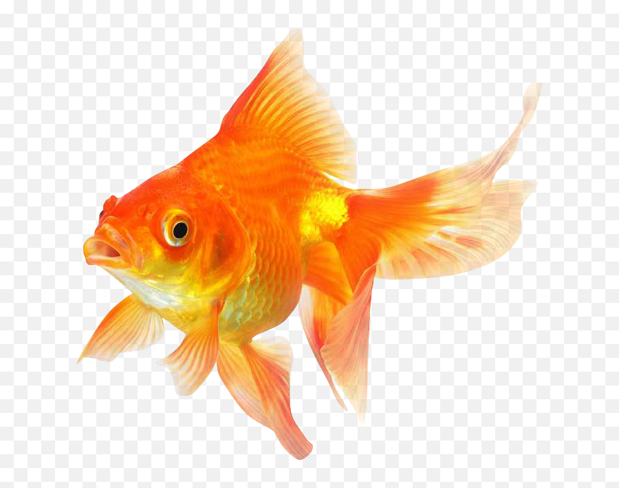 Download Goldfish Png Transparent Image - Transparent Background Gold Fish Png,Goldfish Transparent