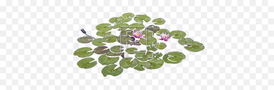 Lily Pads Png 6 Image - Real Lily Pad Png,Lily Pad Png