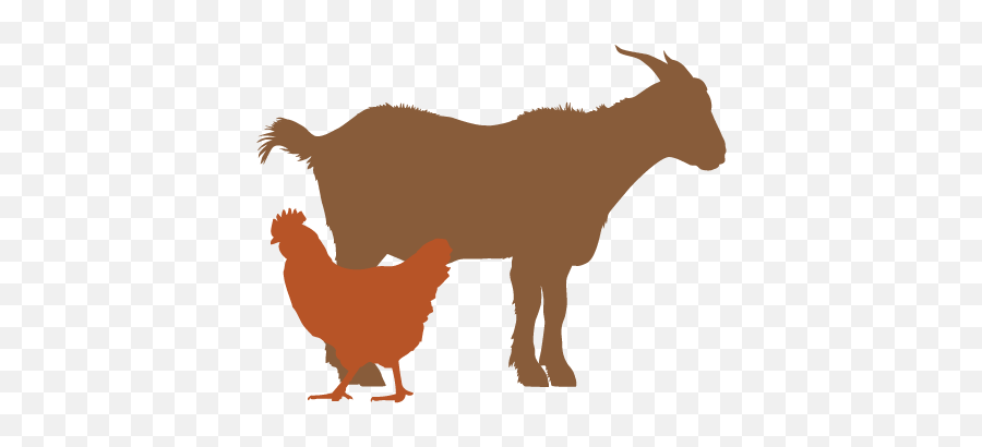 Copy Of Home U2014 Clark Farm - Goat Silhouette Png,Goats Png