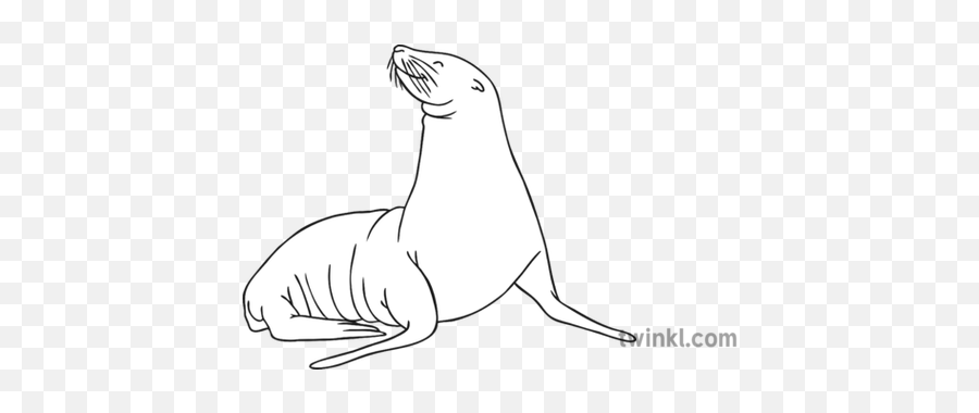 Sea Lion Black And White 2 Illustration - Twinkl Leon Marino A Blanco Y Negro Png,Sea Lion Png