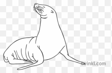Sea Lion Black And White 2 Illustration - Twinkl Leon Marino A Blanco Y Negro Png,Sea Lion Png