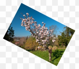 Exochorda Albertii - Cherry Blossom png