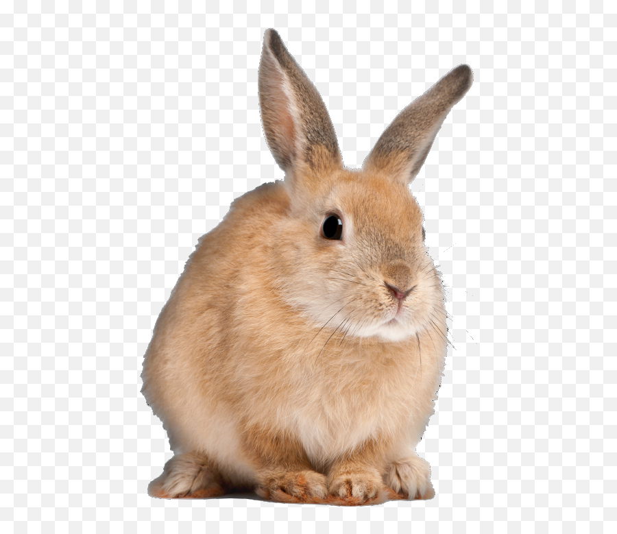 Bestbev - Instant Sound Effect Button Myinstants Rabbit No Background Png,Jontron Icon