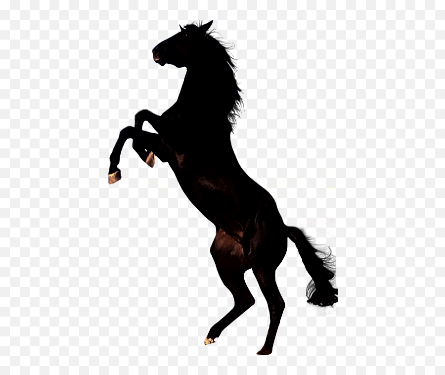 Mustang Horse Transparent Png Clipart - Black Horse Png,White Horse Png