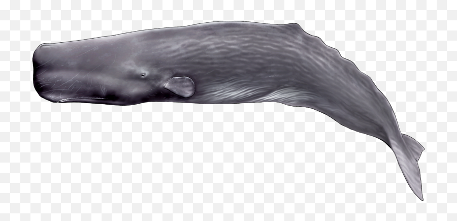 Pin - Color Is A Sperm Whale Png,Humpback Whale Png
