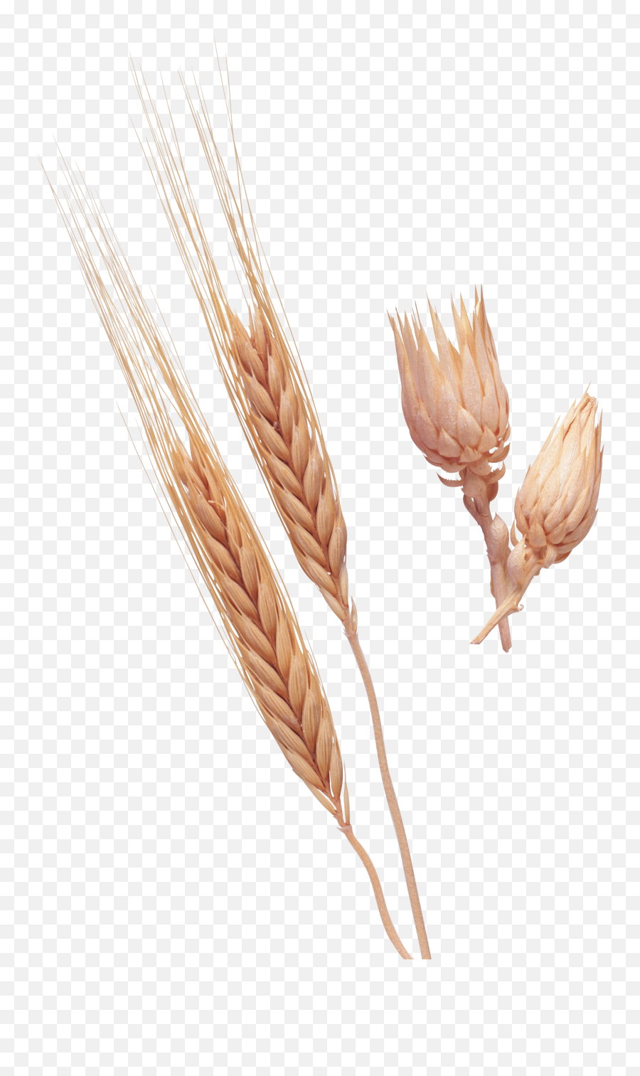 Wheat Png Image - Bonheur Est Dans Le Pré,Wheat Transparent Background