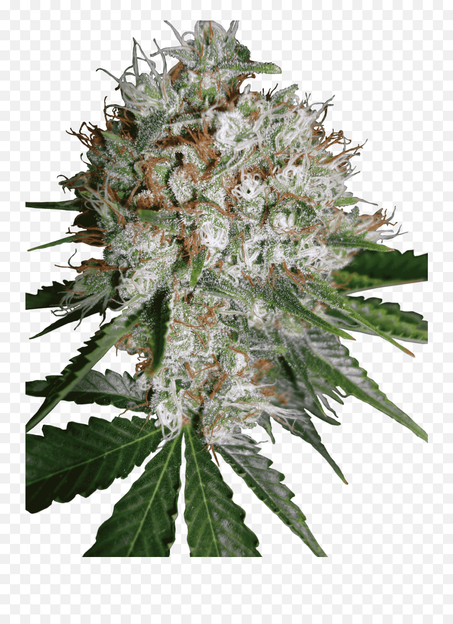 Big Bud Xxl - Strain Ministry Of Cannabis Cannapedia Ministry Big Bud Xxl Png,Weed Plant Png