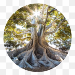 Dermatology Timber Pharmaceuticals United States - Tree Png,Timber Png