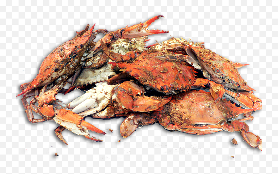 Crab Shack Png Crabs